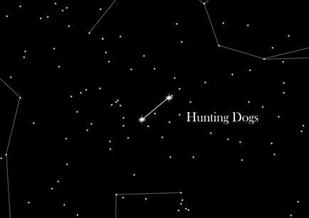 Star Sign Hunting Dogs