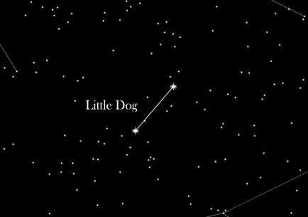 Star Sign Little Dog