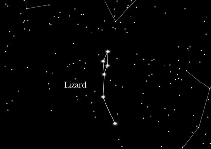 Star Sign Lizard
